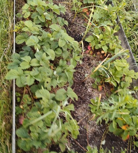 Объект №123522361