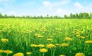 Купить землю в Подмосковье можно дешевле 500 тысяч рублей